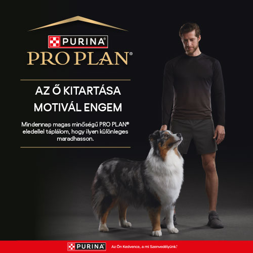 Pro Plan