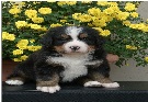 Berni pásztorkutya - Berner Sennenhund Hajdúsági-Angyali Berni Kennel 