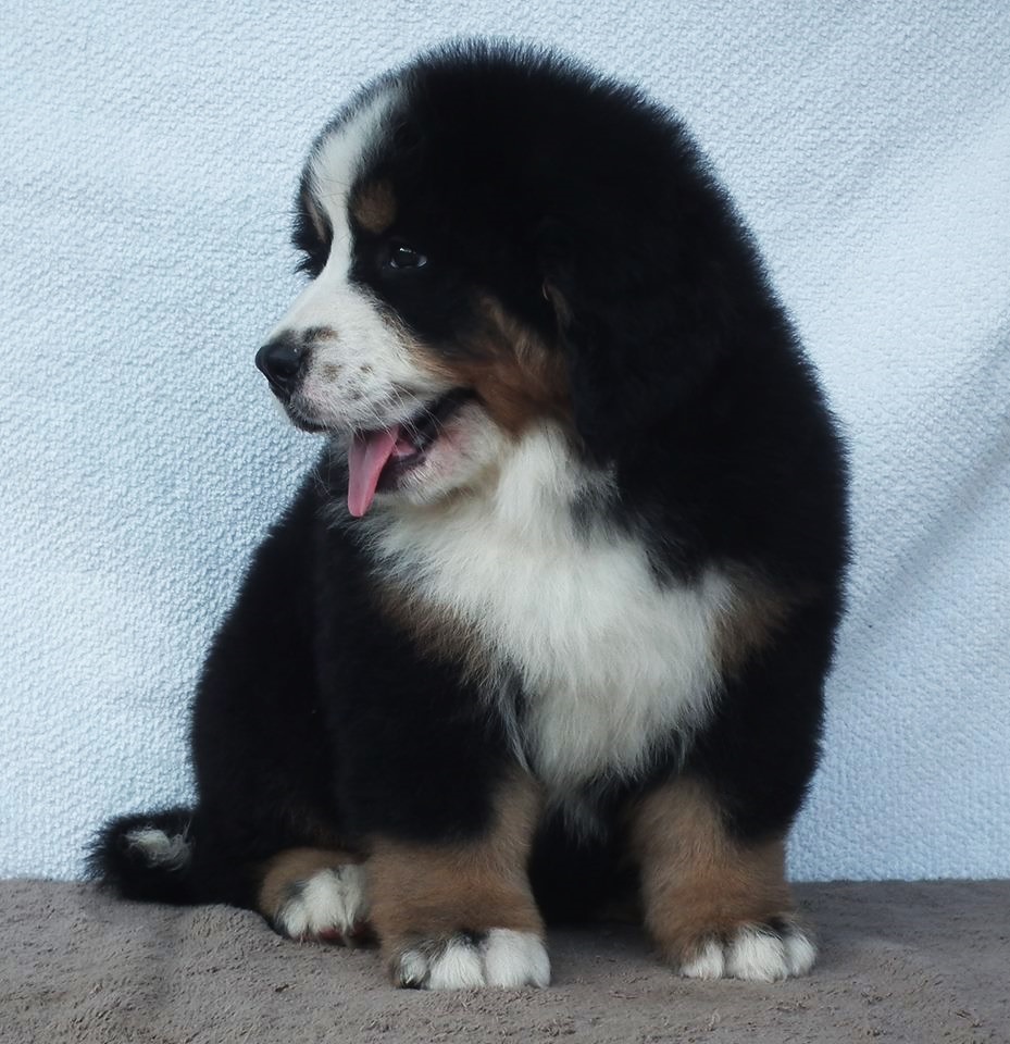 Berni p&aacute;sztorkutya - Berner Sennenhund Benc&eacute;si-Berni &Eacute;ber kennel