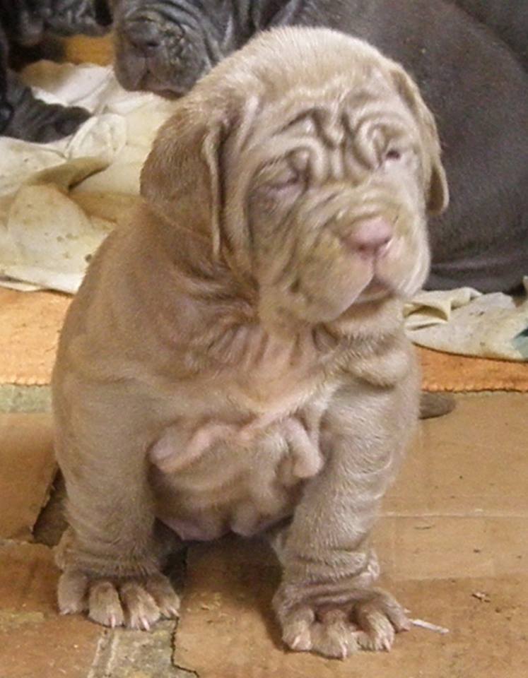 Mastino Napoletano