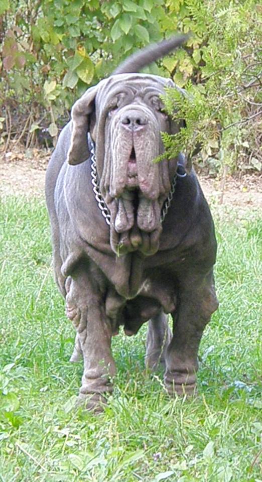 Mastino Napoletano