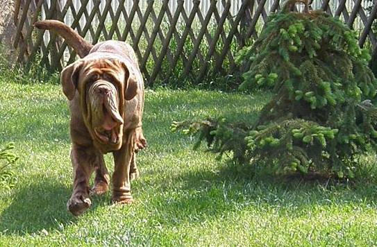Mastino Napoletano