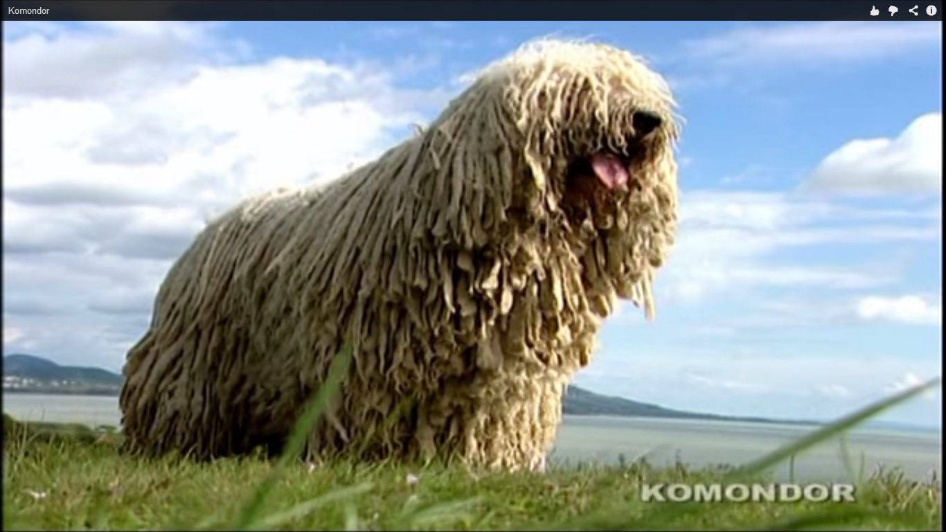 komondor