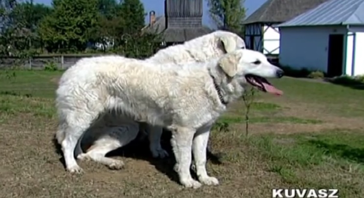 Kuvasz