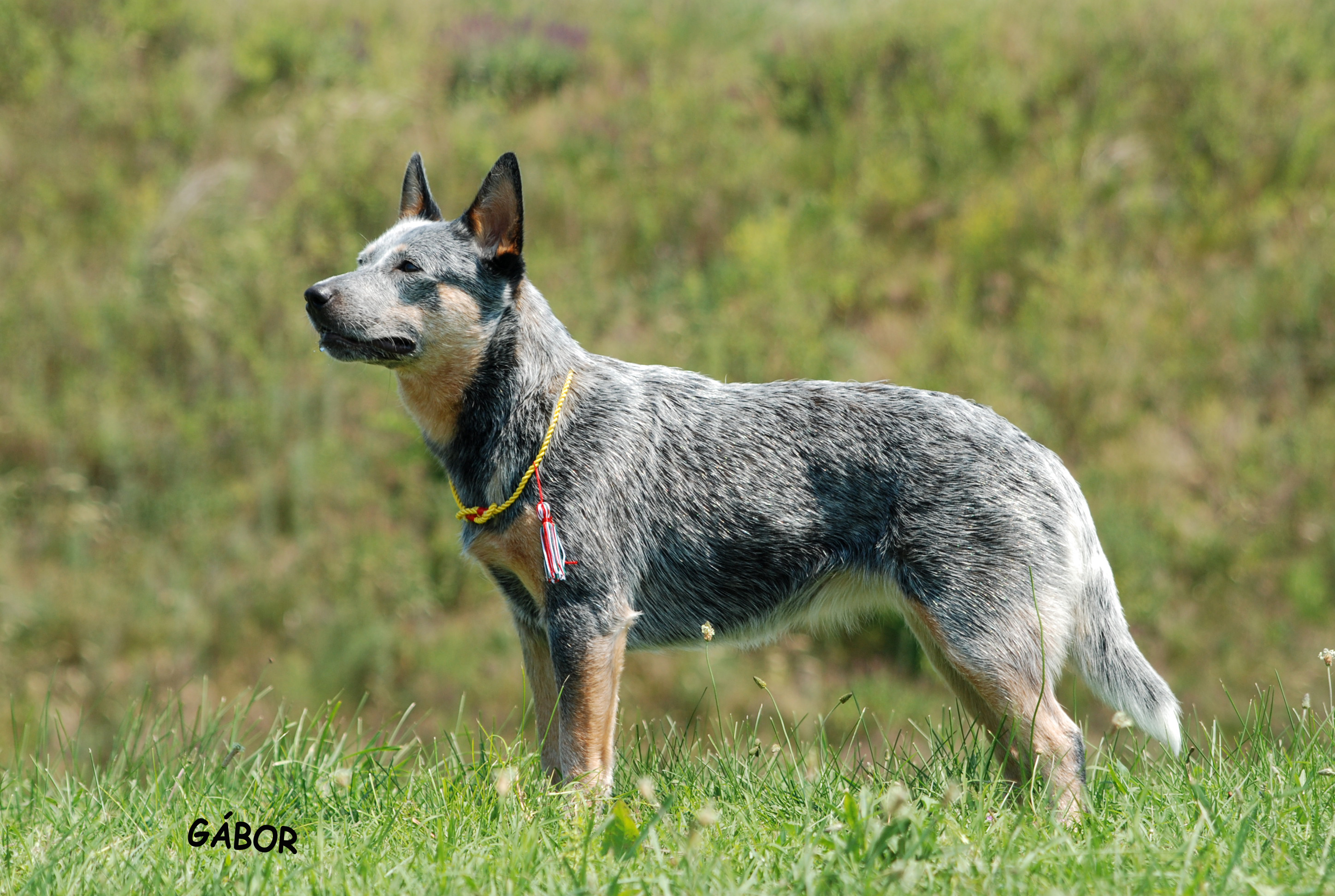 Australian Cattle Dog