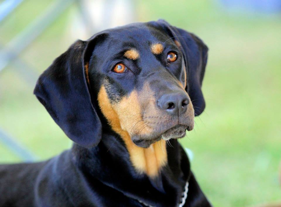 Louisiana Catahoula leopardkutya - Értelem és érzelem harmonikus ötvözete impozáns csomagolásban