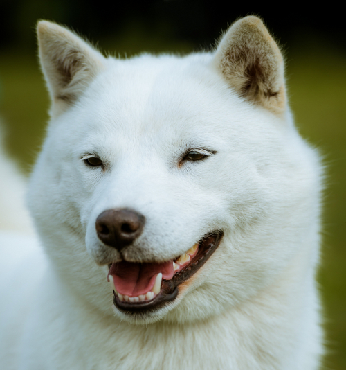 HOKKAIDO KEN (Ainu) – egy különleges, ritka kincs Japánból
