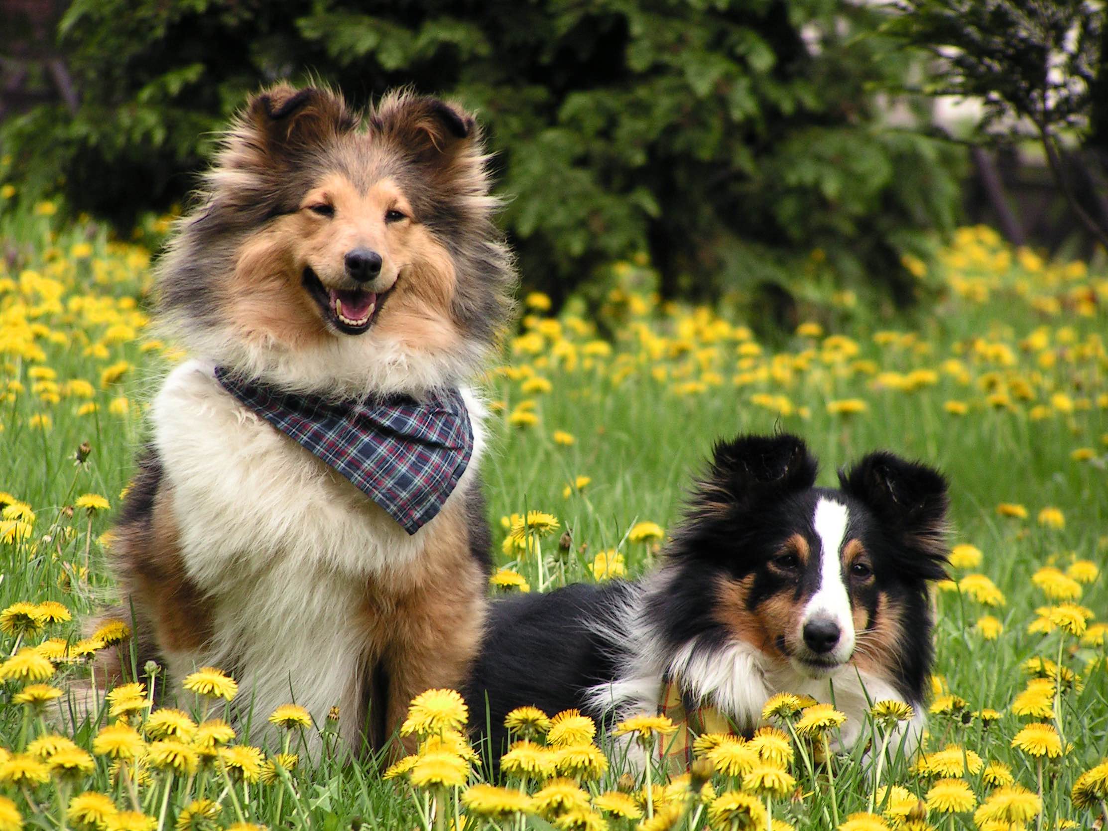 Ahogy egy sheltie dolgozik, avagy kicsi a bors,de erős.