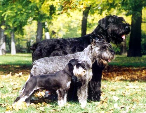 Schnauzer-valtozatok.jpg