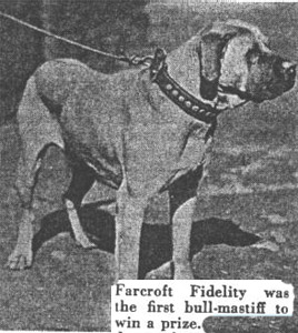 bullmastiff-anti3.jpg bullmastiff-anti3.jpg