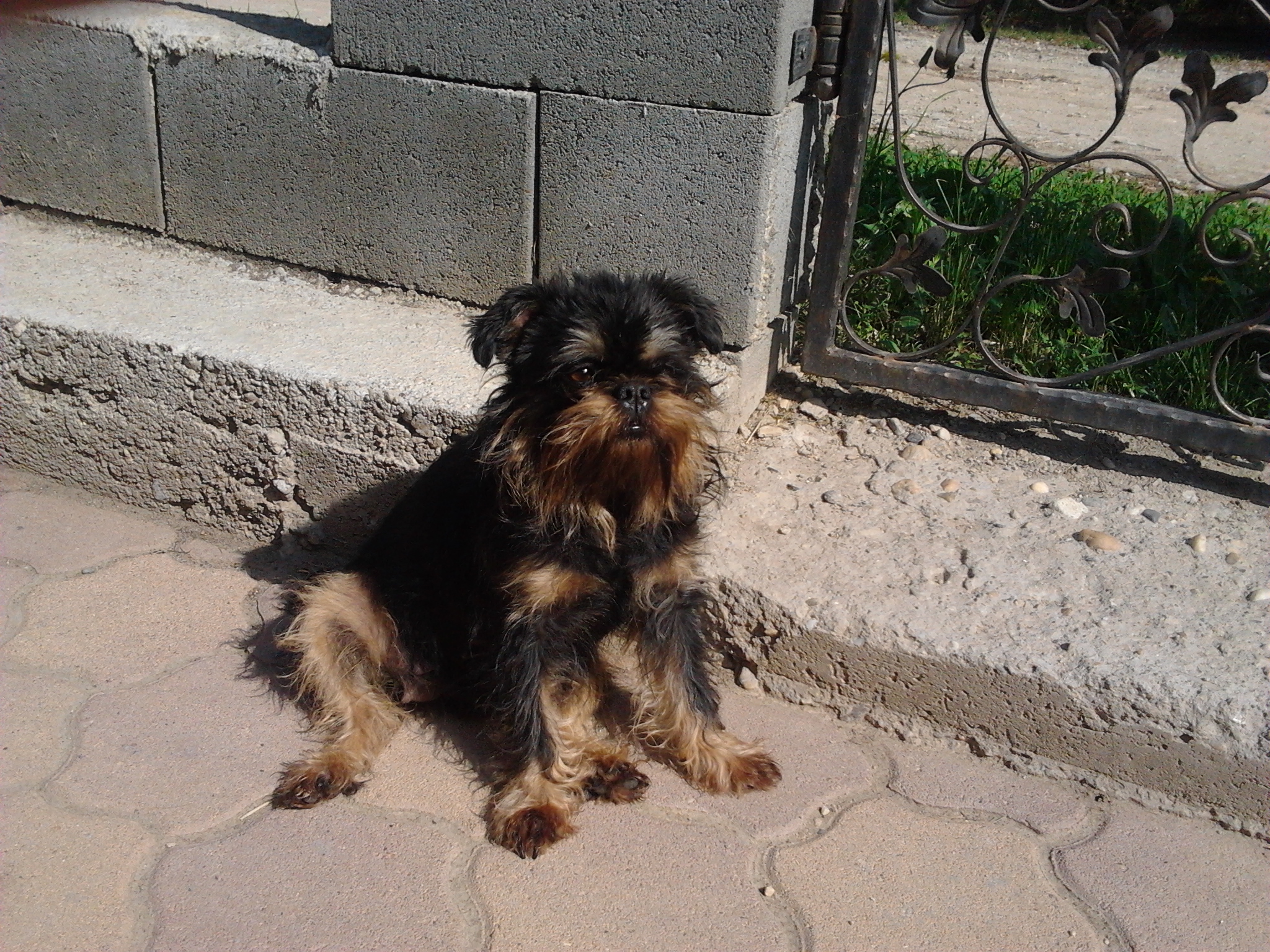 Griffon