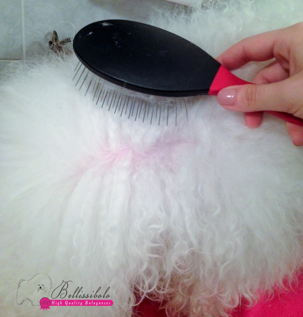 bolognese