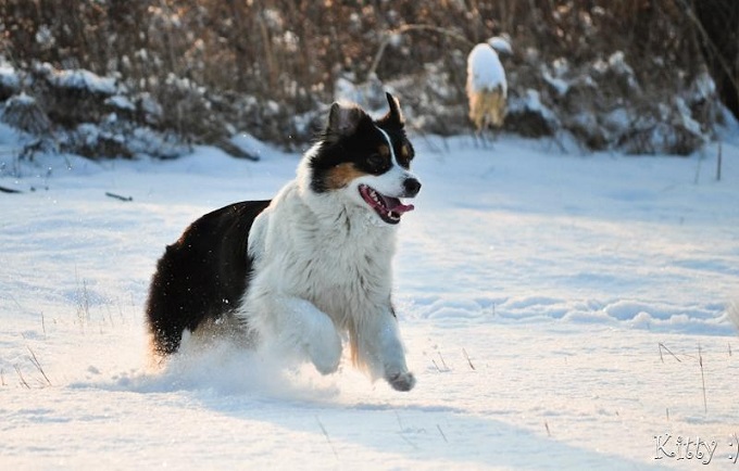 aussie2.jpg