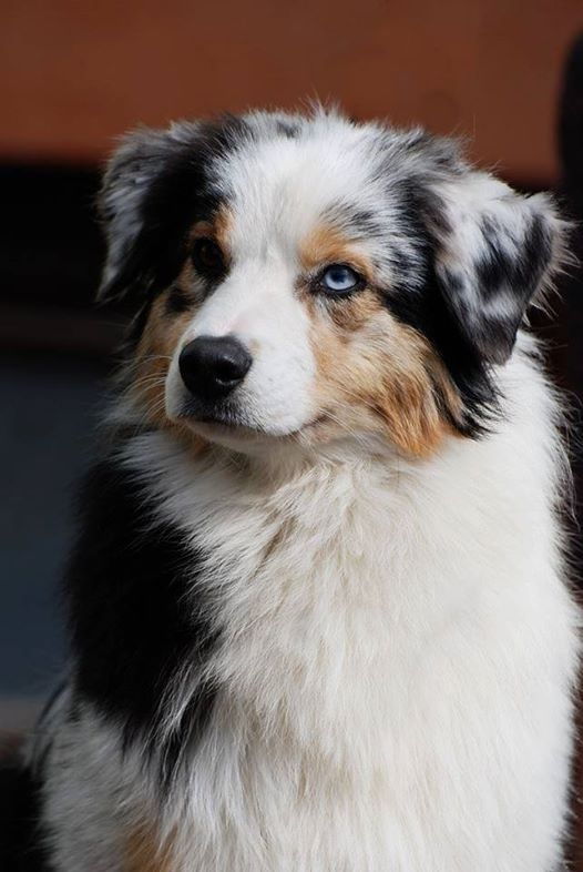 aussie5.jpg