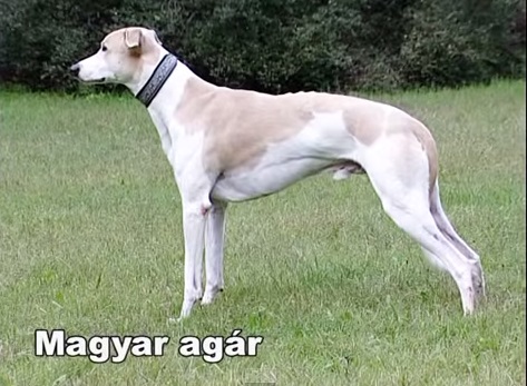 Magyar agár