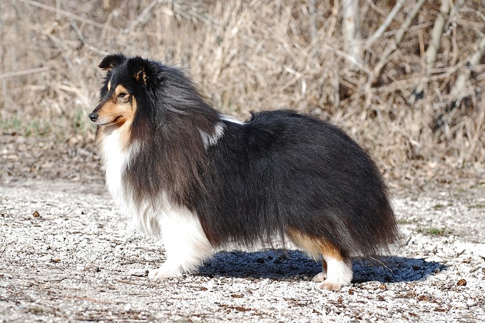 sheltie3.jpg