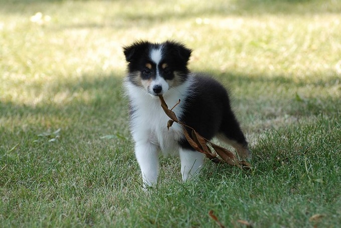 sheltie4.jpg