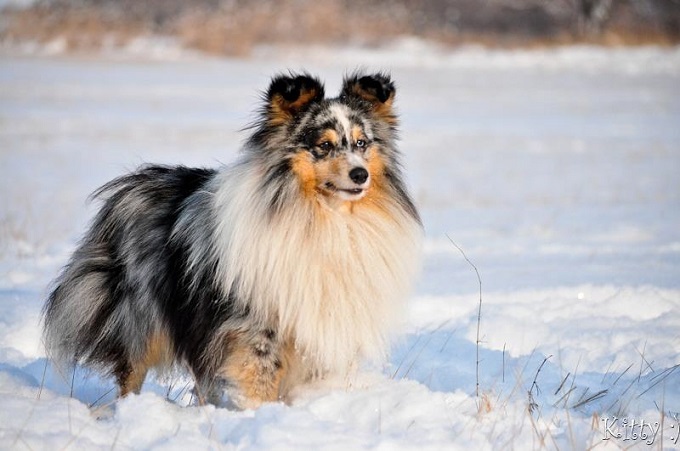 sheltie6.jpg