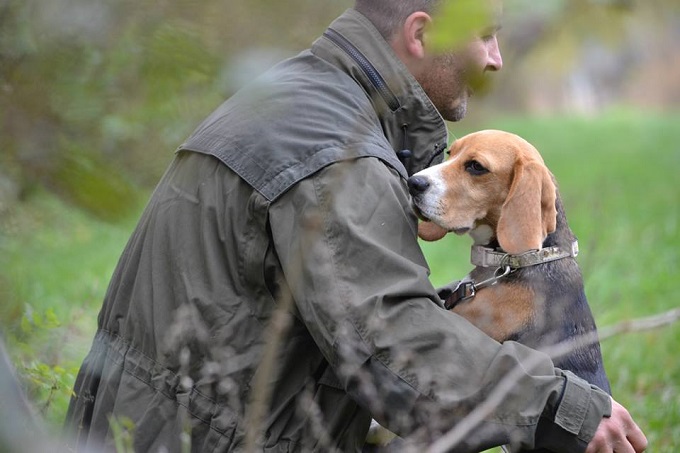 Beagle