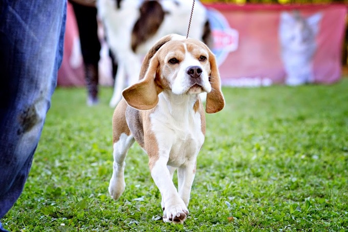 beagle Beagle