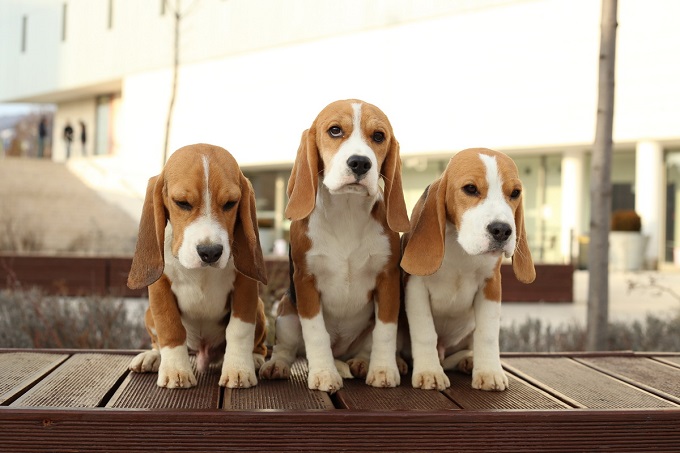Beagle