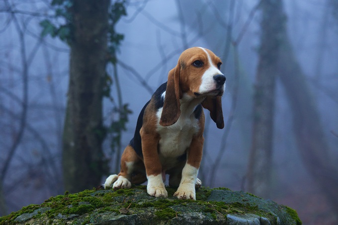 Beagle