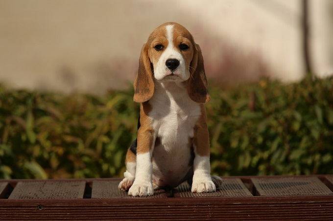 Beagle