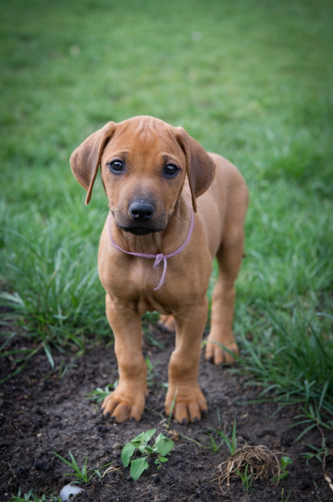 Rhodesian Ridgeback