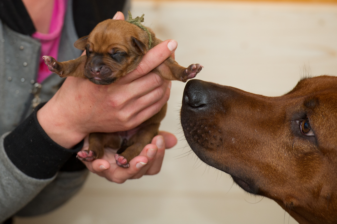 rhodesianridgeback rhodesianridgeback