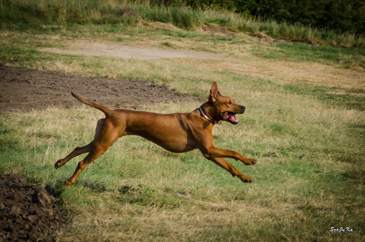 rhodesianridgeback rhodesianridgeback