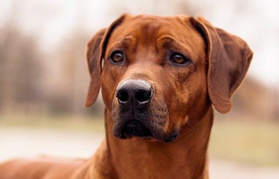 rhodesianridgeback rhodesianridgeback
