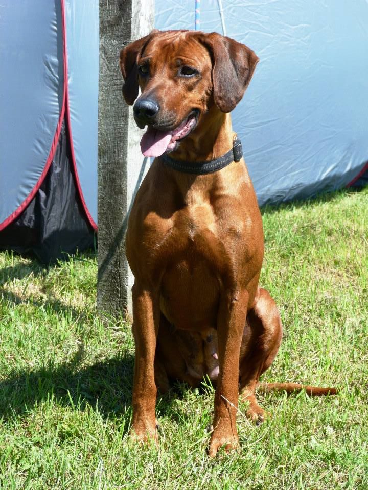 rhodesianridgeback rhodesianridgeback