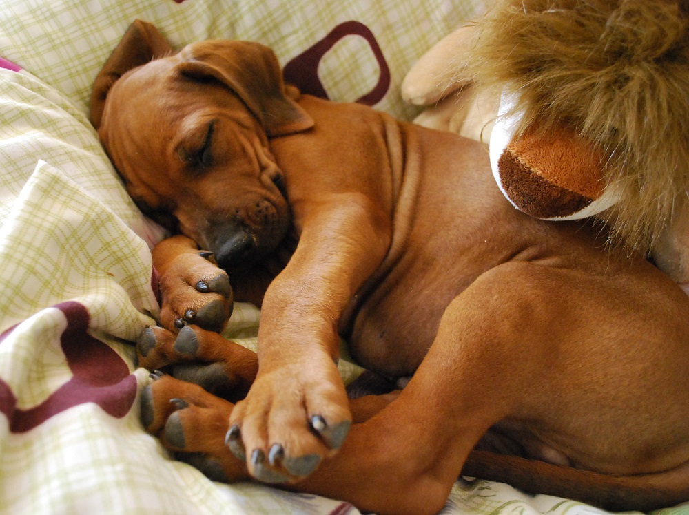 rhodesianridgeback rhodesianridgeback
