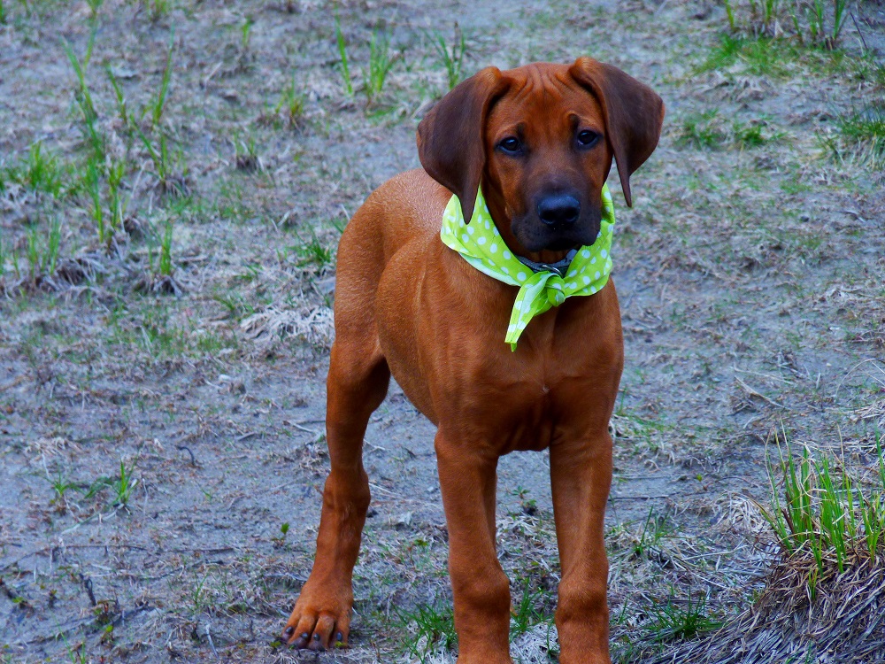 rhodesianridgeback