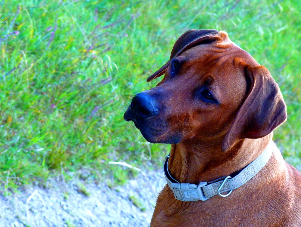 rhodesianridgeback