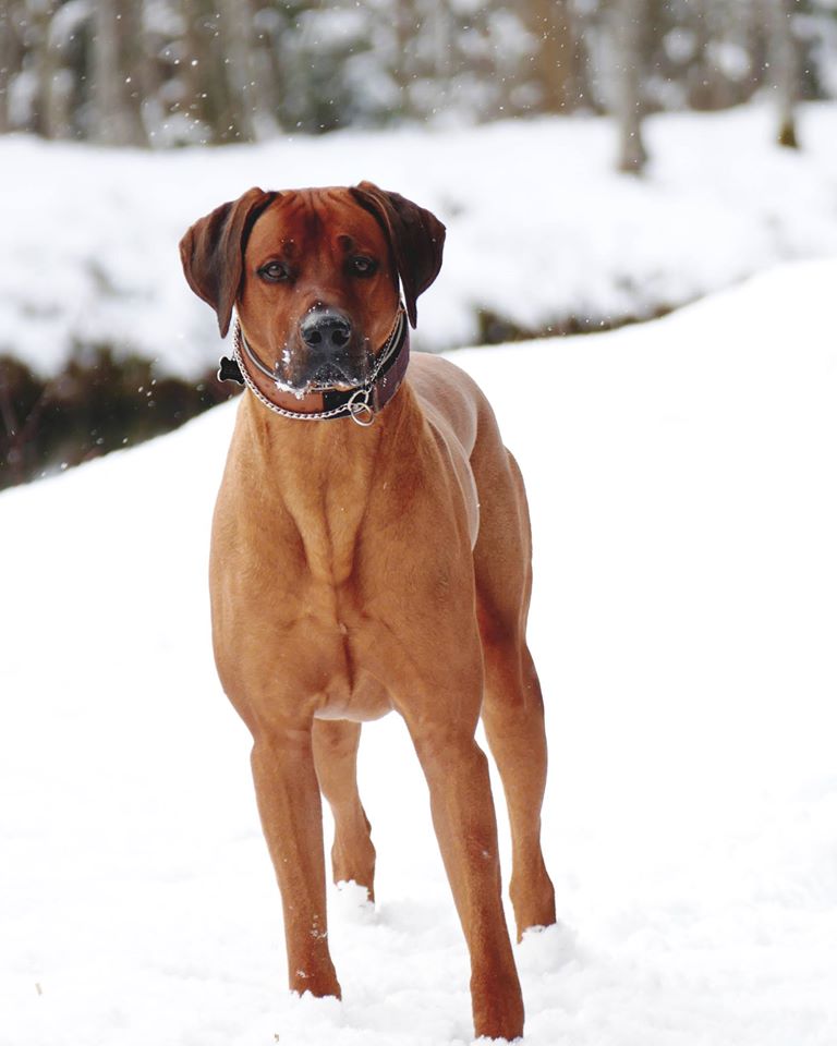 rhodesianridgeback rhodesianridgeback