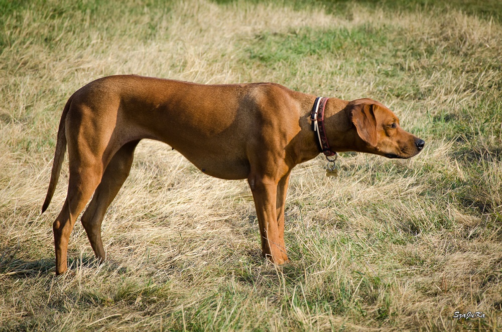 honlapra3.jpg rhodesianridgeback