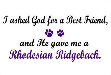 rhodesianridgeback rhodesianridgeback