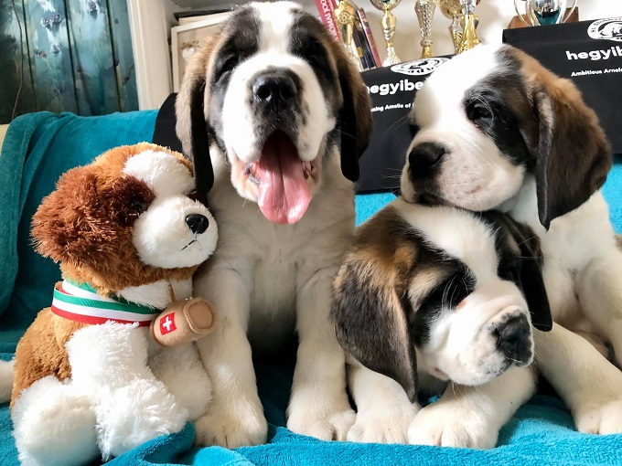 St. Slobbery Headbangers kennel