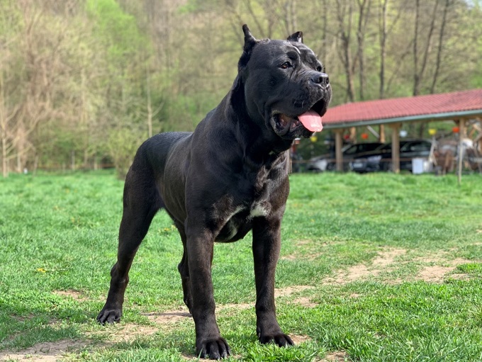 Cane Corso fajtabemutató 1. rész