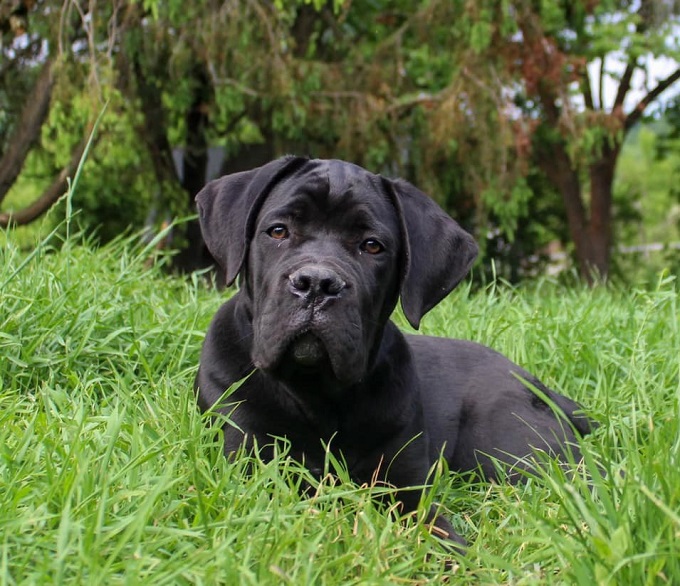 Enzo Atison &ndash; cseh import kanunk, az Atison kennel negyedik gener&aacute;ci&oacute;s munk&aacute;j&aacute;nak eredm&eacute;nye.
