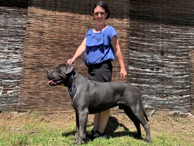 Cane Corso fajtabemutató 2. rész