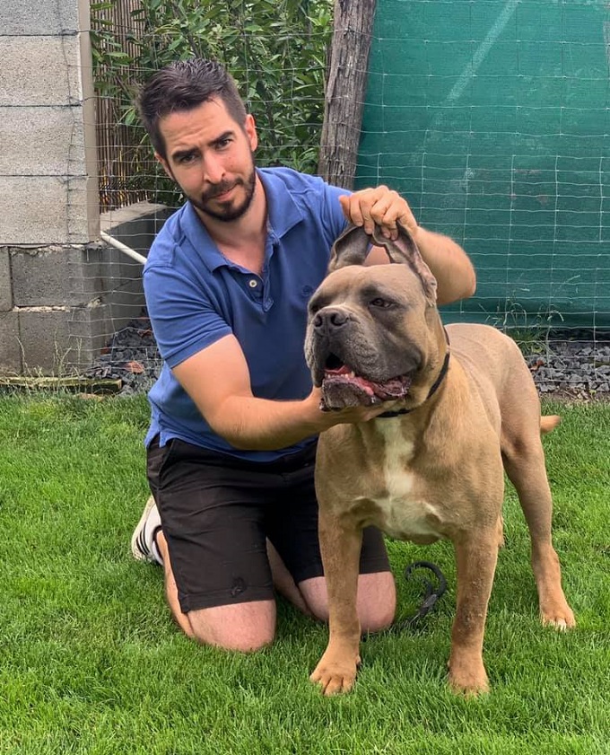 Prometeo della Valle dei Lord (tulajdonos: Szűcs Szil&aacute;rd) &ndash; &bdquo;A vad&aacute;szatra haszn&aacute;lt Cane Corsok &aacute;ltal&aacute;ban cs&iacute;kosak vagy fekete maszkos fawn sz&iacute;nűek voltak, amely megk&ouml;nny&iacute;tette a meridone (D&eacute;l-Olaszorsz&aacute;g) n&ouml;v&eacute;nyzet&eacute;ben val&oacute; rejtőzk&ouml;d&eacute;st.&rdquo;
