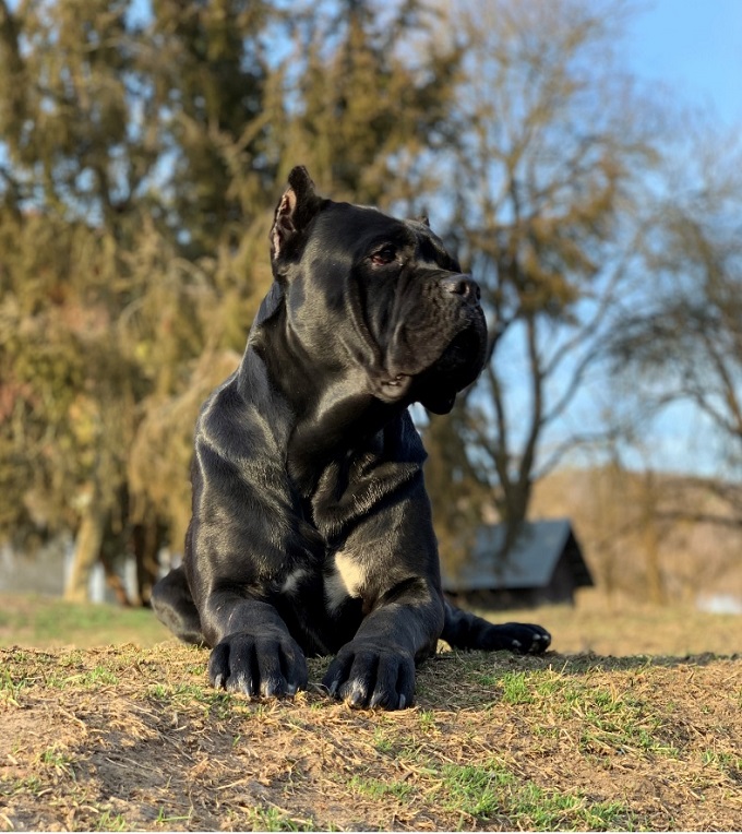 Antiqua Fortis Europa - A Cane Corso mindig &eacute;ber &eacute;s megvesztegethetetlen