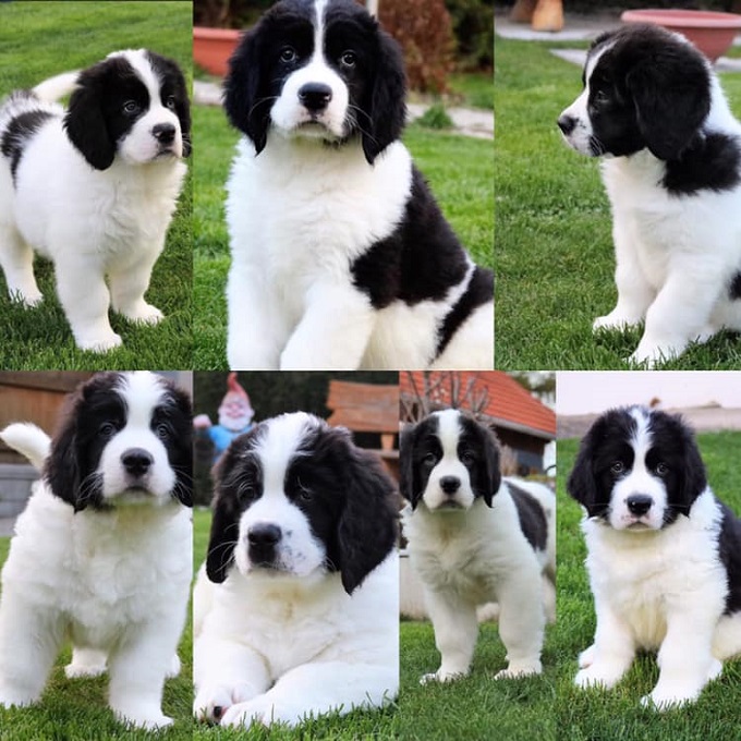 90551360-589173358475726-4503973852165963776-n.jpg Baileys unokái Ausztriában a Landseer von Blue-Danube-Island kennelben: