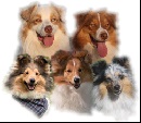Small Swan sheltie kennel