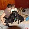 Great Darius német dog kennel