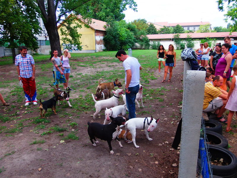Bullterrier tal&aacute;lkoz&oacute;