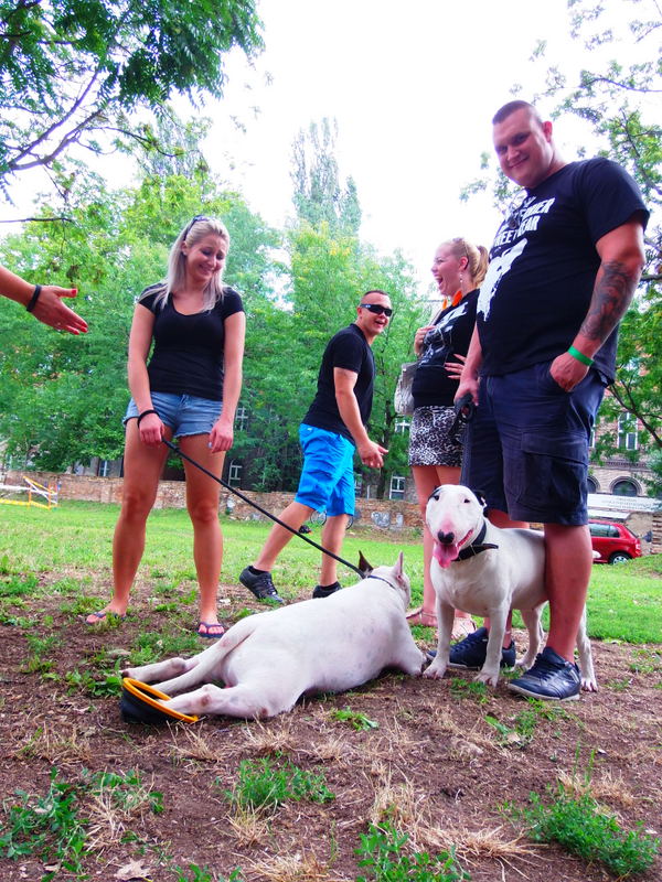 Bullterrier tal&aacute;lkoz&oacute;