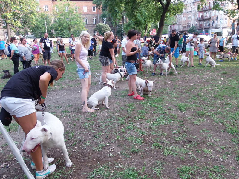 Bullterrier tal&aacute;lkoz&oacute;
